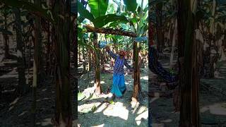 Banana tree cutting Ep 1584 [upl. by Haley]