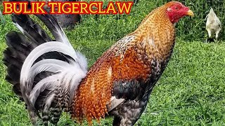 Tigerclaw Bulik Roundhead Claret Hatch Black Kawika Colon  Beautiful Birds [upl. by Lertnom582]