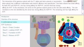 ATP synthesis chemiosmotic theory [upl. by Mcdade]