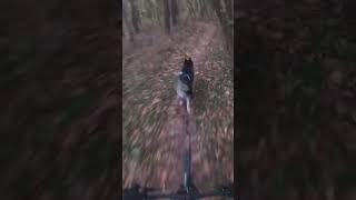 American Siberian bikejoring mushing dogs zoomies pets nature sleddogs speed husky mtb [upl. by Horsey]