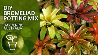 DIY potting mix for bromeliads [upl. by Margherita]