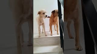 Happy doggies❤ doglover pets viewers highlights ofwhongkong [upl. by Namas]