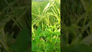 greenry nature wheatfields travel wheatfarming farmingmethod agriculturalsystem wheat sky [upl. by Regdirb491]