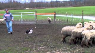 Royston Corgi  Herding Sheep [upl. by Ataga]