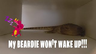 Bearded Dragon Care  Brumation Tips and Advice [upl. by Hime]