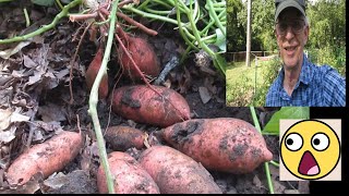 A Gold Mine of Sweet Potatoes from One Plant [upl. by Merilyn]