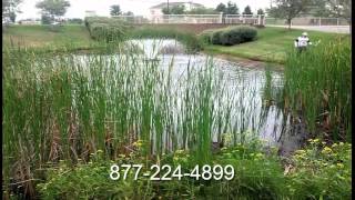 GET RID OF CATTAILS in a pond [upl. by Novy]