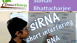 siRNA mechanism  short interfering RNA mediated gene silencing [upl. by Goldwin914]