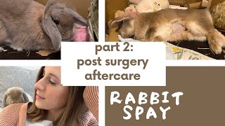 Rabbit spay surgery our experience in Japan PART 2 aftercare and checkup [upl. by Gun]