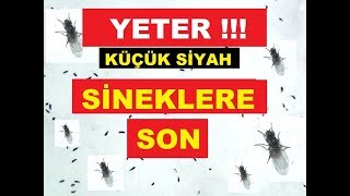 Mutfakta ve Çiçeklerdeki Küçük Siyah Sineklerden KurtulunKesin Sonuç [upl. by Wilterdink]