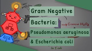 Gram Negative Bacteria Pseudomonas aeruginosa and Escherichia coli [upl. by Bo749]