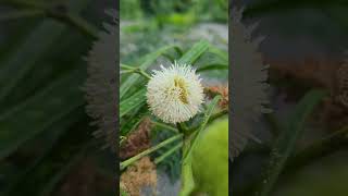 Leucaena leucocephala latest viralvideo viralshort viralshorts trending trendingshorts trend [upl. by Gradey]