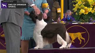 Spaniels English Springer  Breed Judging 2020 [upl. by Stannwood]