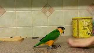 Hopping Caique Parrot Cute Parrot Jumps Across Counter [upl. by Fretwell]