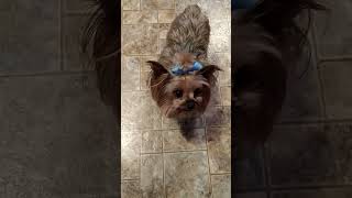 I LOVE GOOD OLE BOLOGNA yorkie yorke yorkshireterriers FUNNYDOGSCUTEDOGSPANSYAND BLOSSOM [upl. by Voss]