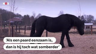 EENZAME PAARDEN Veel paarden staan alleen terwijl ze behoefte hebben aan gezelschap [upl. by Adelind495]