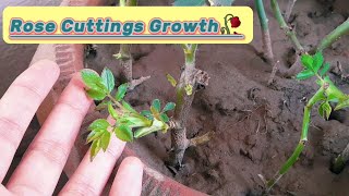 ROSE PLANT CUTTINGS GROWTH 🥀🥰 [upl. by Tatianna]