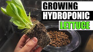 Growing Hydroponic Lettuce  Part 1 of 3 [upl. by Roana]