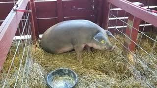 2021 Ogemaw county fair animals [upl. by Pamelina]