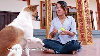 Amazing little girl playing with dog at Home  Beautiful girl give special food to Dogs Group [upl. by Nnaeiram139]