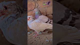 Rampuri pigeon breed 🔥  kabootar pigeon kabootarbazi shorts [upl. by Valery3]