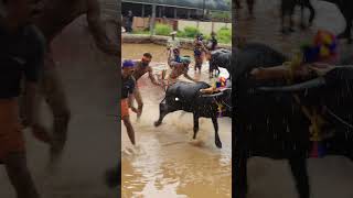 Kambala Start  today kambula race village sports [upl. by Biagi75]