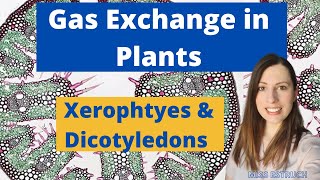 Gas Exchange in Plants The role of the stomata spongy mesophyll and palisade mesophyll [upl. by Joris868]