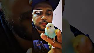 bird ko kaise hath par bitha le tame kaise kare bird ko how to tame bird  bird tame easy method [upl. by Marteena]