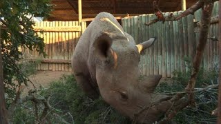 Six rhinocéros noirs sudafricains en route pour le Tchad [upl. by Martelli]