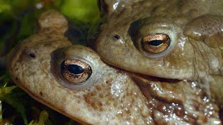 The Surprisingly Violent Mating Ritual of the Common Toad 4K [upl. by Selinski272]