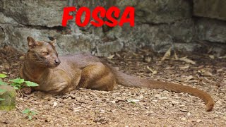 Fossa The Enigmatic Predator of Madagascar [upl. by Oralle]