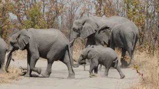 Botswana Adventure 2011 Part 3 [upl. by Llednohs]