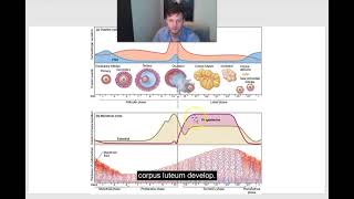 human contraceptive pharmacology [upl. by Narra736]