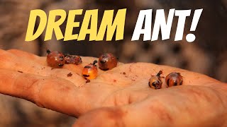 HONEY POT ANTS [upl. by Orman]