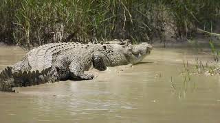 Estuarine Crocodile at Cahills Crossing 2 [upl. by Gilles]