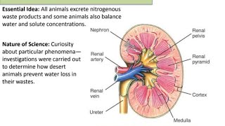 Osmoregulatory function of kindney [upl. by Eneiluj996]