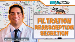 Renal  Filtration Reabsorption and Secretion Overview [upl. by Nutsud]