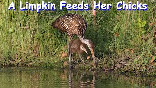 A Limpkin Feeds Her Chicks [upl. by Ssitruc]