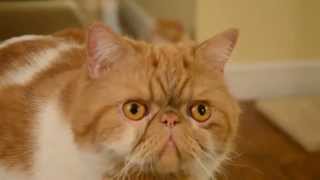 Exotic Shorthair Cat meowsat the end [upl. by Rakabuba]