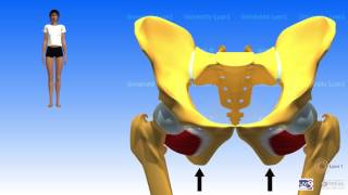 Muscles pelvitrochantériens [upl. by Ferreby]