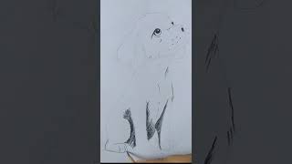 Dog pencil drawing tutorial  Pencil Drawing sketch art drawingtechniques shortsvideo sketch [upl. by Shaffert]