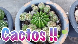 Meus Cactos [upl. by Lenz]