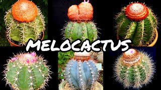 30 ESPÉCIES DE CACTOS DO GÊNERO MELOCACTUS PARA A IDENTIFICAÇÃO [upl. by Tan]