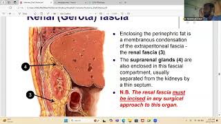 Anatomy shelf notes part 3 [upl. by Oshinski478]