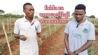 quotKUINUA KILIMO NGUVU YA UMWAGILIAJI WA MATONE DRIP IRRIGATION   OKOA MAJI  DRIP IRRIGATION [upl. by Ern]