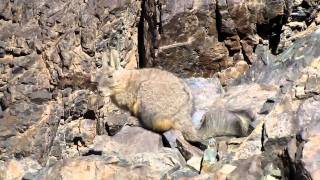 Viscacha Lagidium viscacia [upl. by Federico]