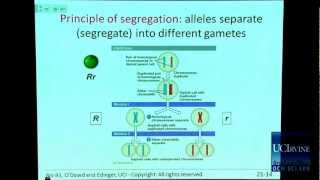 Bio Sci 93 DNA to Organisms Lec21 Simple Mendelian [upl. by Neeham]