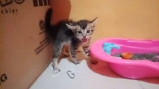 The kitten that meows angrily and bites my hand meowing cutekitty catwalk [upl. by Ihcelek]