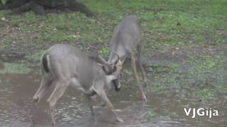 Deer fight in backyard San Antonio Tx [upl. by Hellman298]