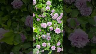 Rosa Mary Rose beautiful flower posts produce a lot of flowers shortvideo viralvideo roseg [upl. by Ramos]